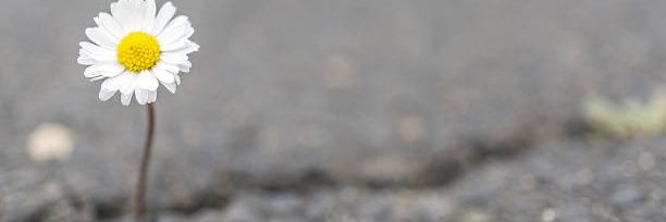 enginduran's profile banner image