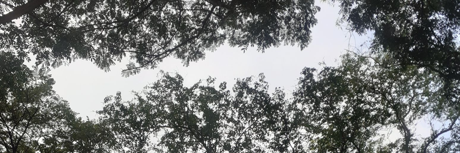 wolfvayu banner