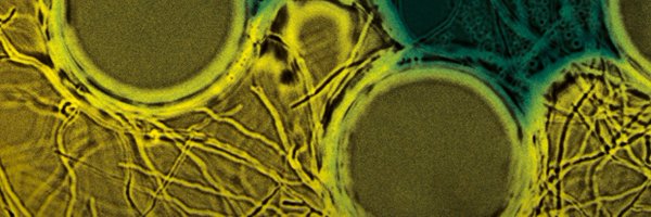 NaturePhysics Profile Banner