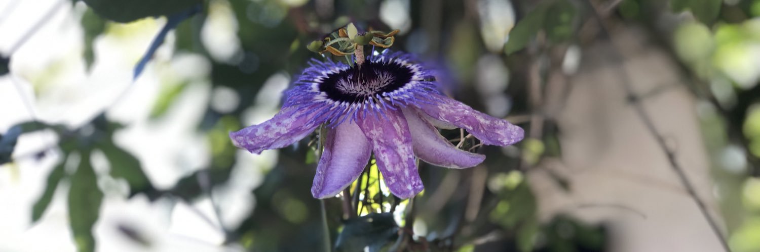 Mr Kodama 🇺🇦🇬🇧🏴󠁧󠁢󠁥󠁮󠁧󠁿🇺🇸 banner