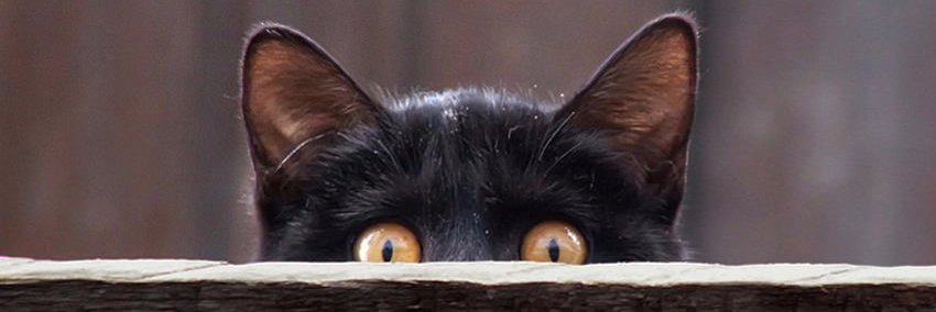 ulyunyu's profile banner image