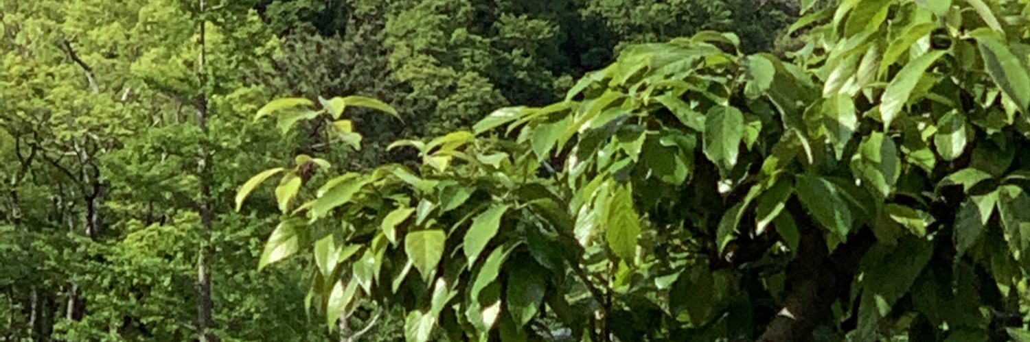carrera97's profile banner image