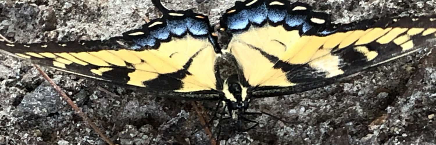 MsEAnderson's profile banner image