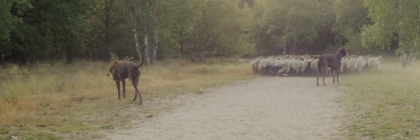 pointercross Profile Banner