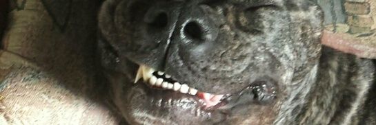 Angela Kaprolat banner