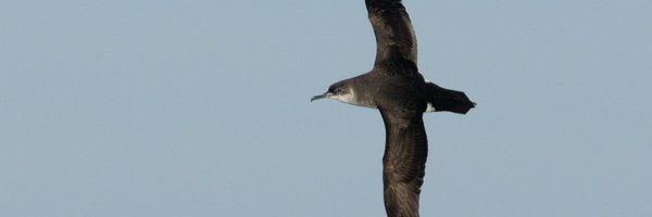 Fuglevern Profile Banner