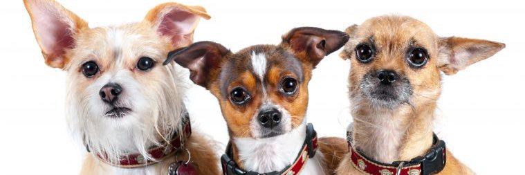 totalpet's profile banner image