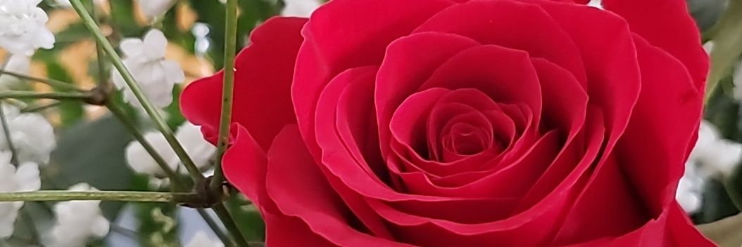 MeganAnneMusic's profile banner image