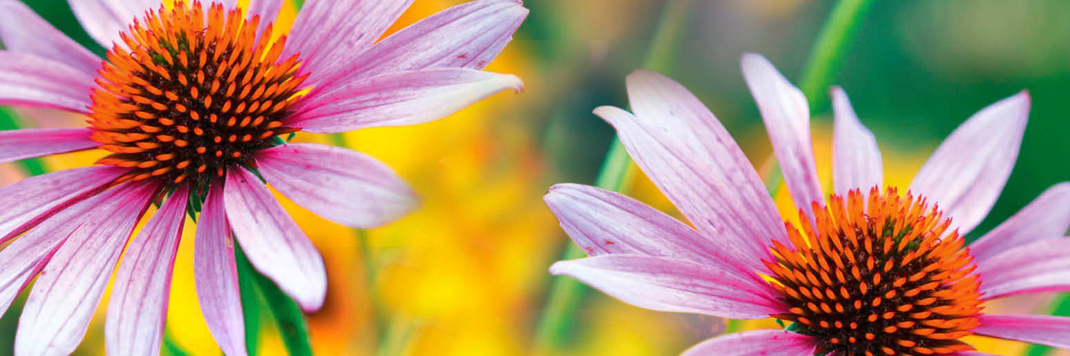 Garden Answers banner