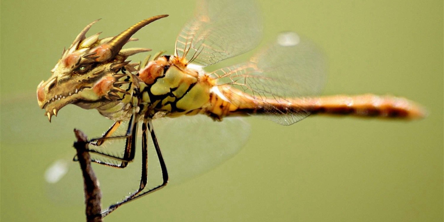 dragonflydi's profile banner image