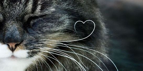 catto banner