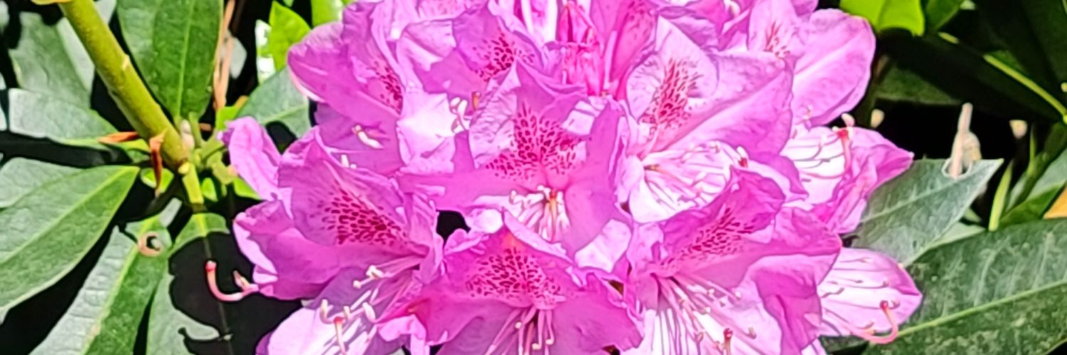 Ingrid Jonker banner