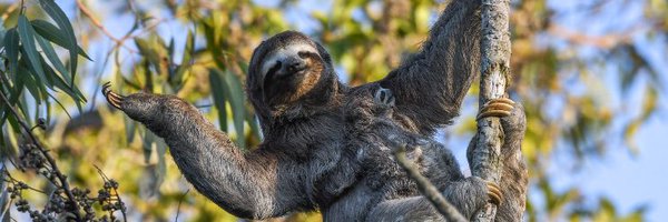 ButterflyAB Profile Banner