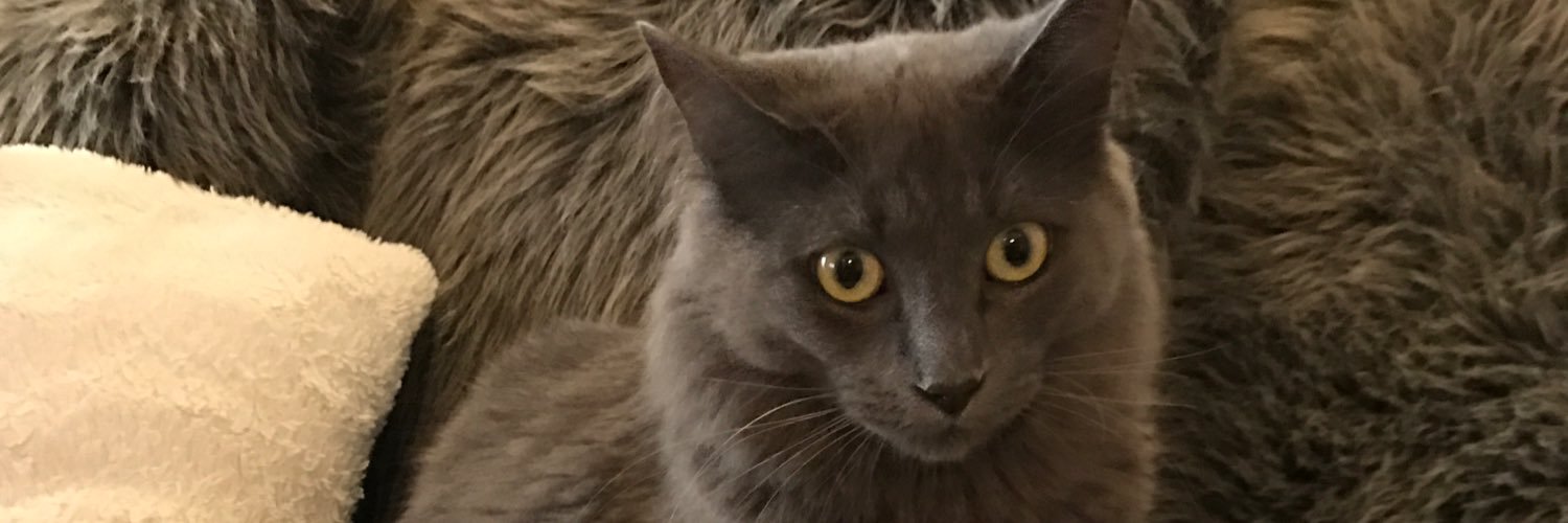 yoshimerushi's profile banner image