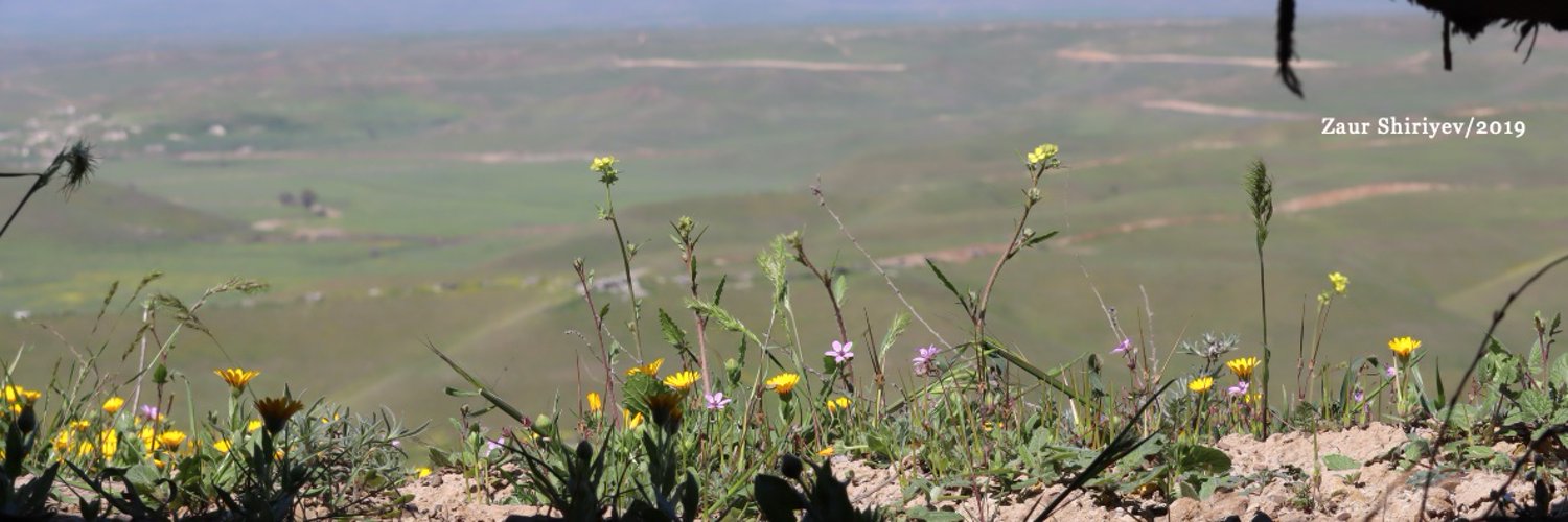 Zaur Shiriyev Profile Banner