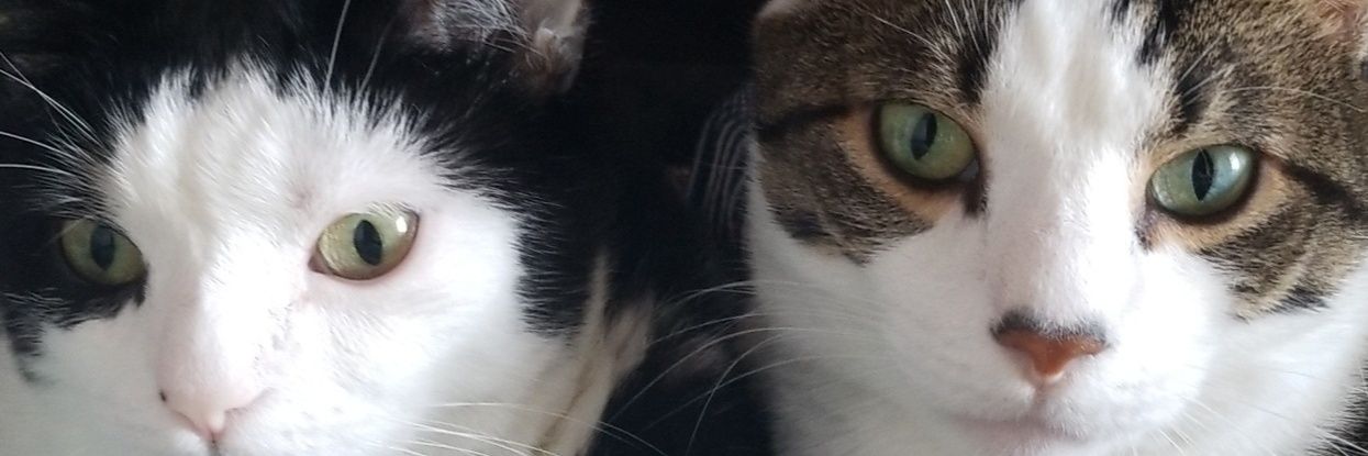 Flynnsanity94's profile banner image