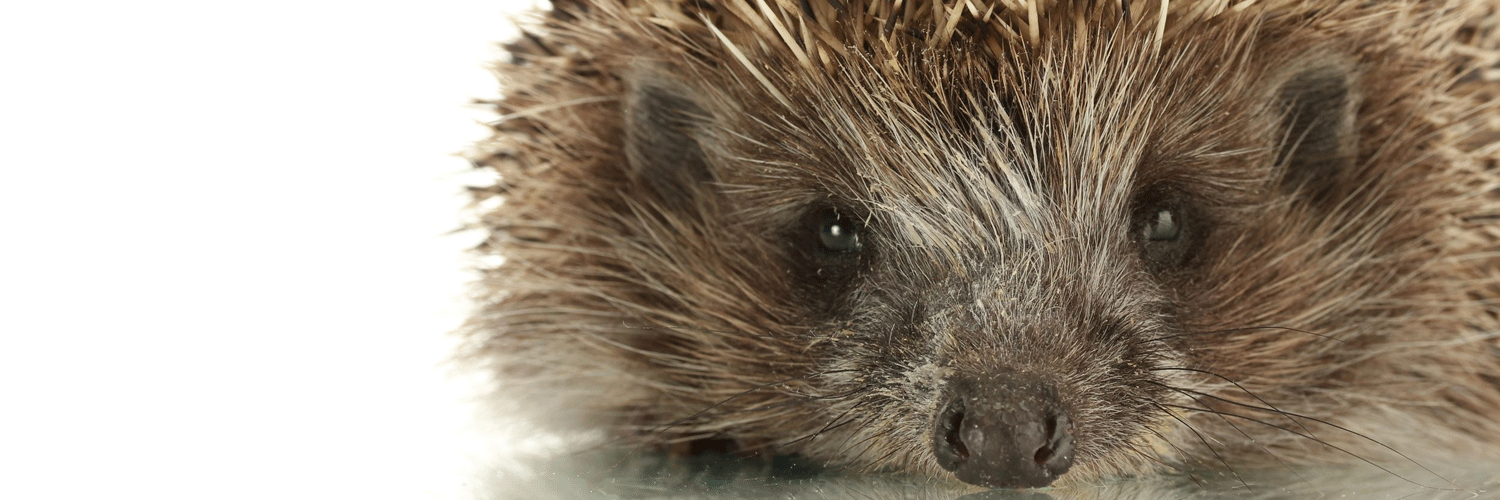 Hedgehog Bottom banner