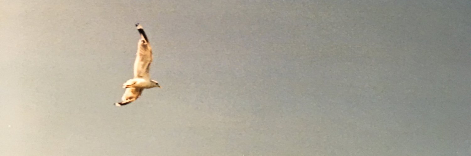 heinstein banner