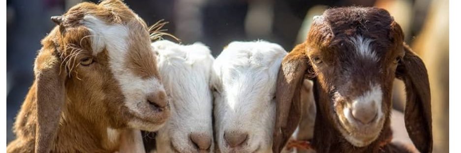 O'Connell Center banner