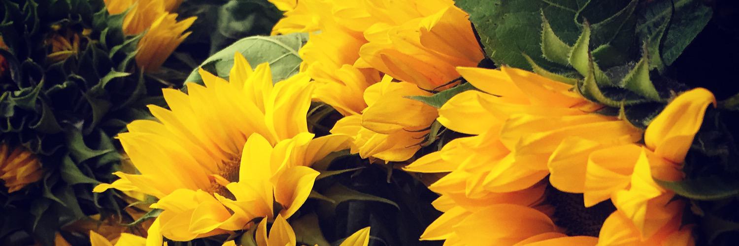 lutongwang's profile banner image