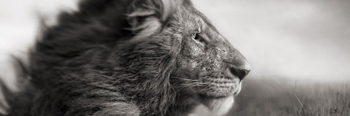 jamiielyons's profile banner image