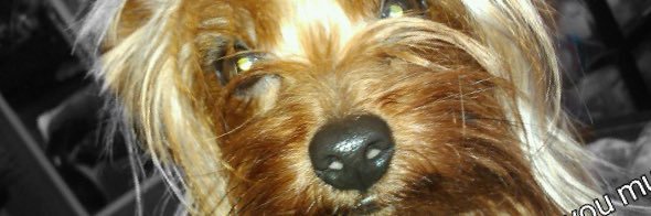 SmallFurBabies's profile banner image