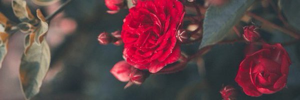 TaylorsMind Profile Banner