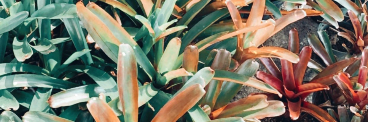 Maria del Carmen A banner