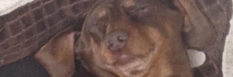 SheaGalgano's profile banner image