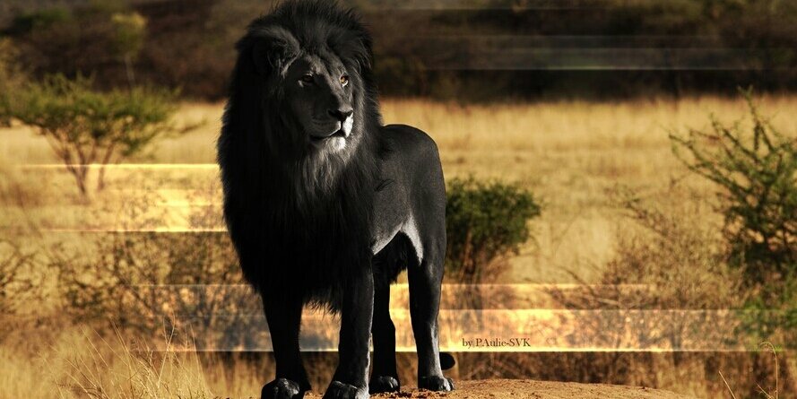 Legendary_Lion1's profile banner image