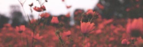 kellennara's profile banner image