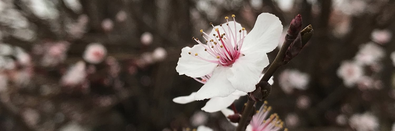stixbunny's profile banner image