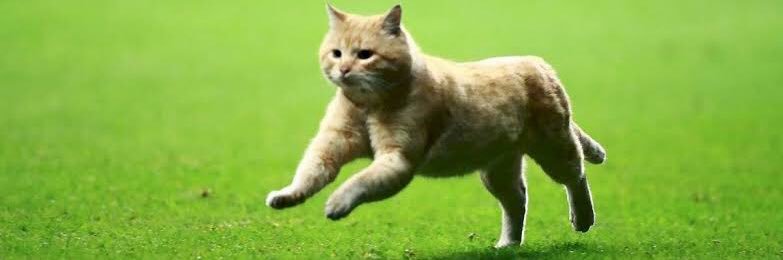 Nans Hamilton👹🏆 1️⃣2️⃣ banner