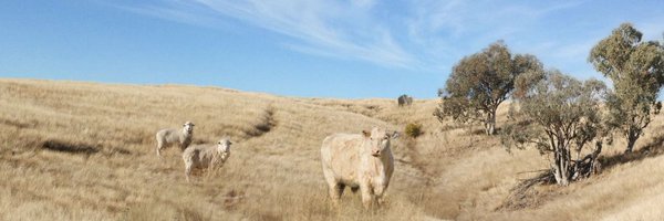 meatlivestock Profile Banner