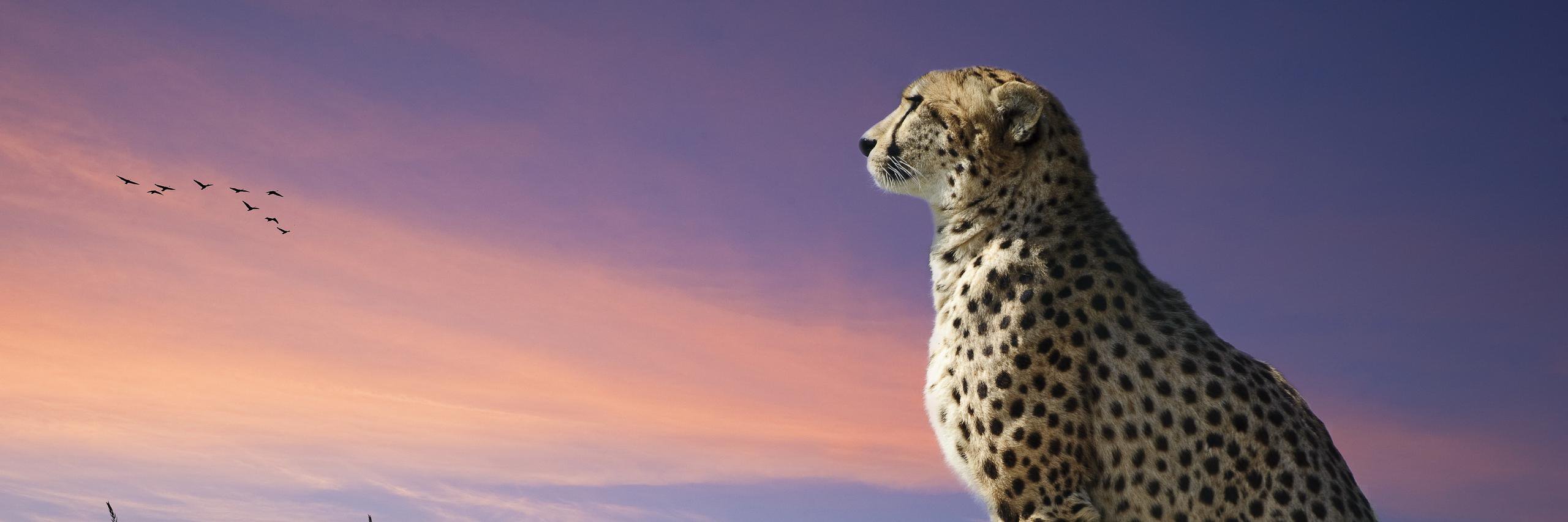 IvicaITZ's profile banner image