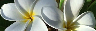 RealtorCeleste's profile banner image