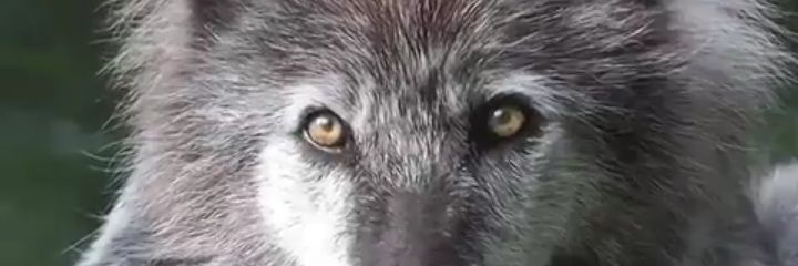 José Pepio Vamaldo banner