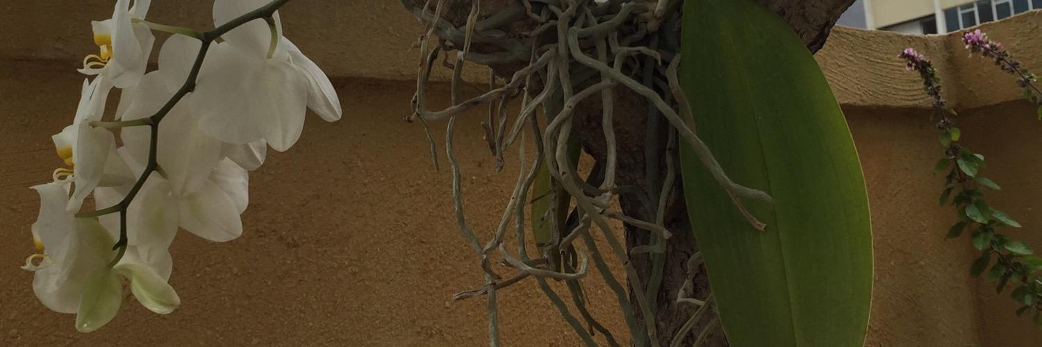 MPVeloso's profile banner image