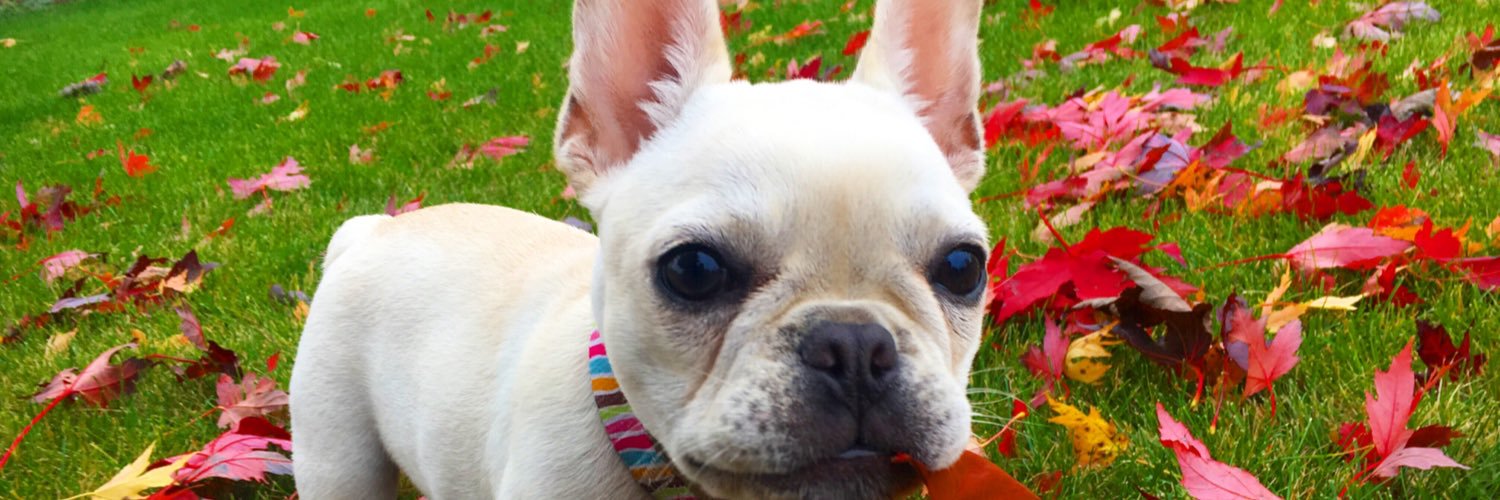 Jacky Johnson banner