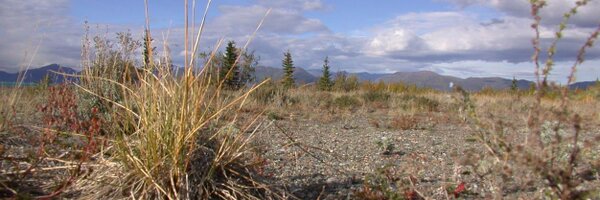 CMacQuar Profile Banner