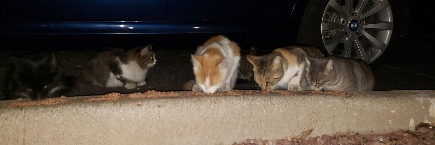 Carreenofcats banner