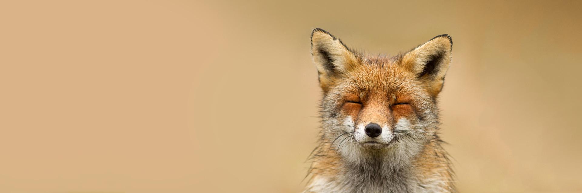 SHAGGYAVILA's profile banner image