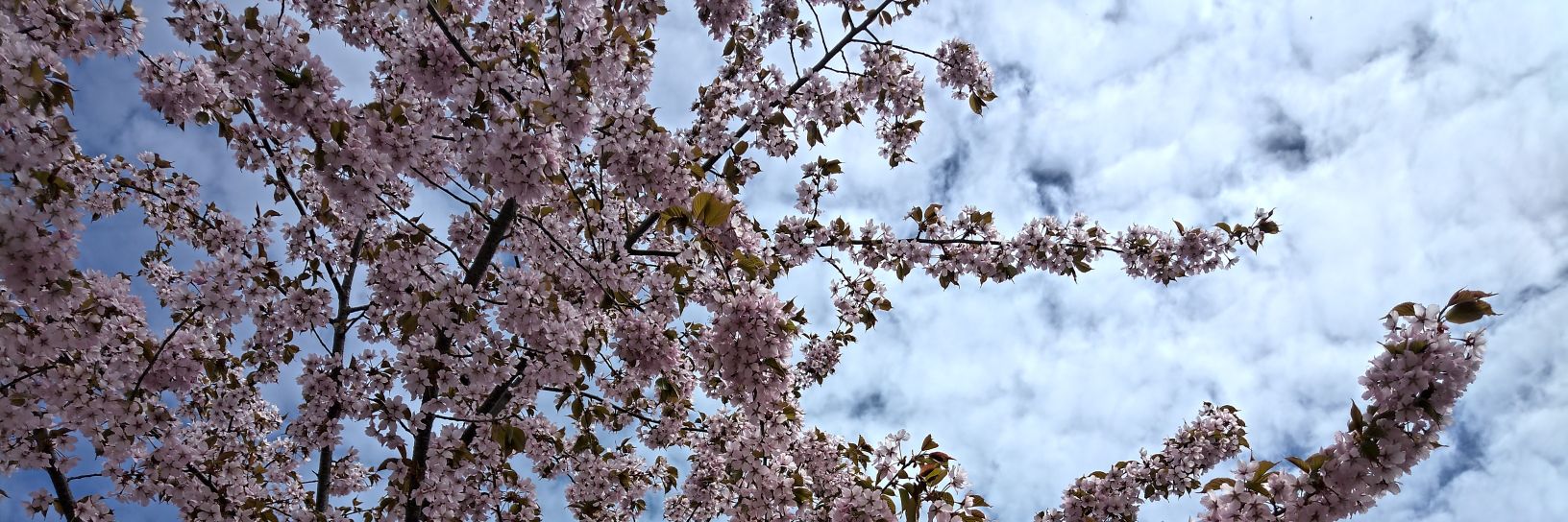 Laura Korkeila banner