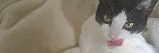 Yerko Luna banner
