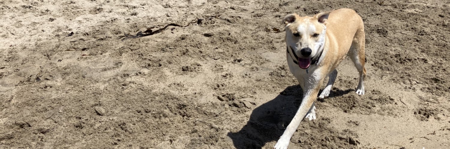 bogiebogie's profile banner image