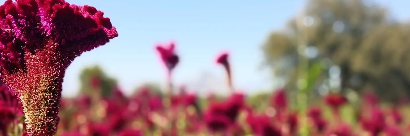 2106cac's profile banner image