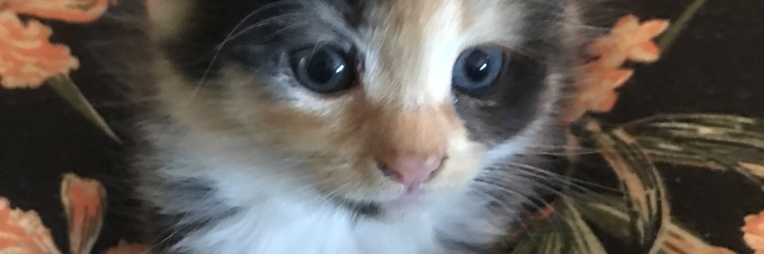 Blathnaid's profile banner image