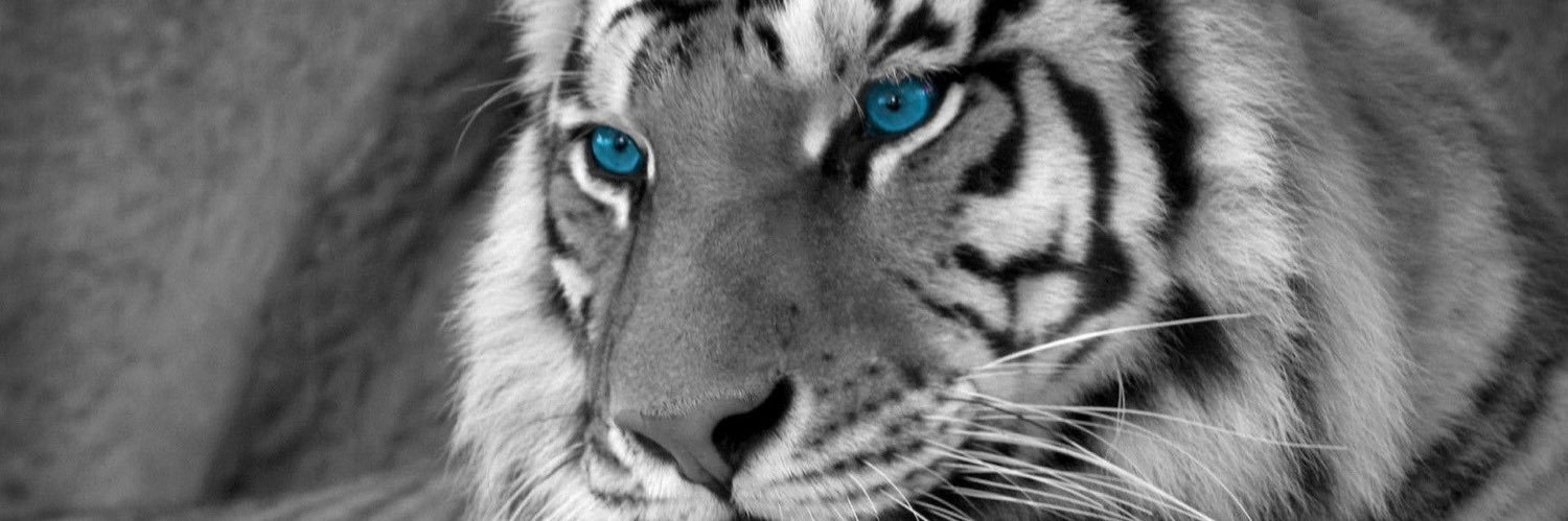 Tiger_Mood's profile banner image
