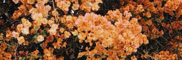 lonixcii Profile Banner