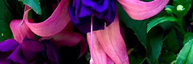 LydiaMirriam's profile banner image